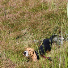 basset Hannes