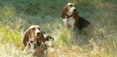 basset jacht