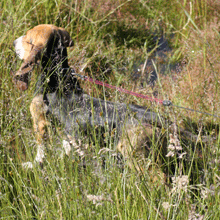 Hannes en een zweetspoor