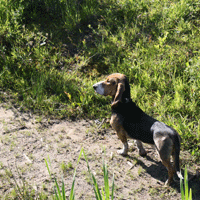 Basset jacht
