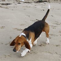 basset sleepspoor