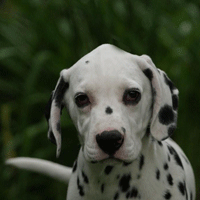 Puppy