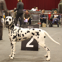 dalmatier quadira