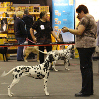 dalmatier ditte