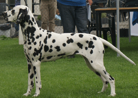 dalmatier