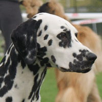 dalmatier