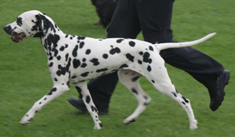 dalmatier