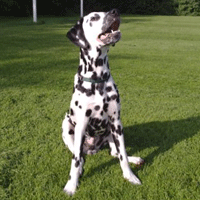 dalmatier
