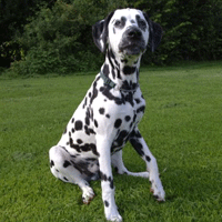 dalmatier