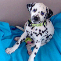 dalmatier puppy