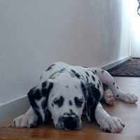 dalmatier puppy