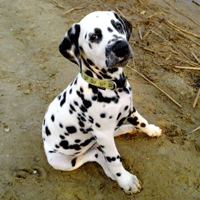 dalmatier puppy