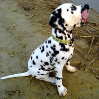 dalmatier puppy