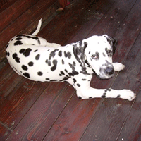 dalmatier puppy