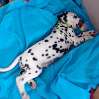 dalmatier puppy