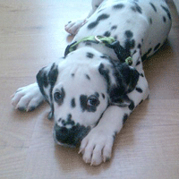 dalmatier puppy