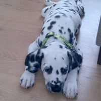 dalmatier puppy