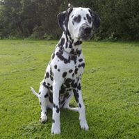 dalmatier
