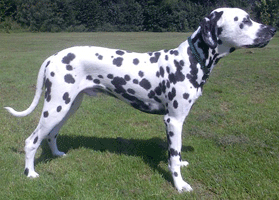dalmatier show