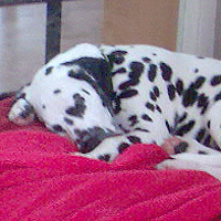 dalmatier puppy