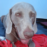 weimaraner didier