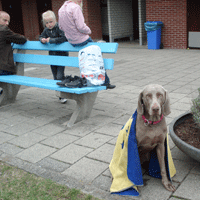 weimaraner zwemmen