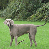 weimaraner fallyn