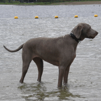 weimaraner fallyn