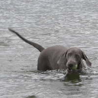 weimaraner fallyn