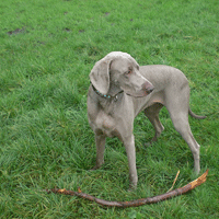 weimaraner fallyn