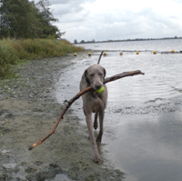weimaraner fallyn