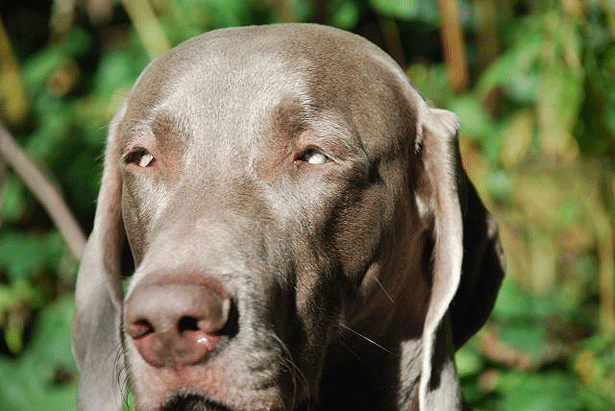 weimaraner  fine will