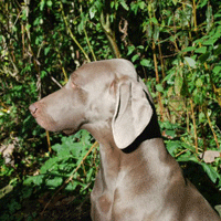 weimaraner good will