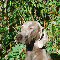 weimaraner good will