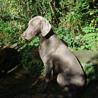 weimaraner good will