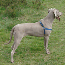 Lady Florence