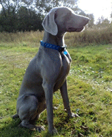 weimaraner Six