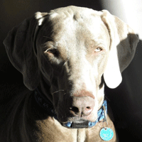 weimaraner frederick