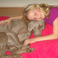 weimaraner puppy