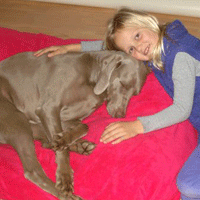 weimaraner puppy