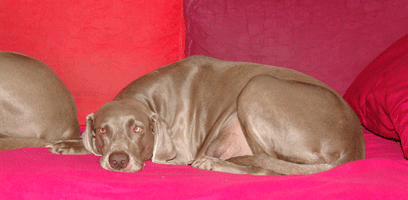 weimaraner puppy