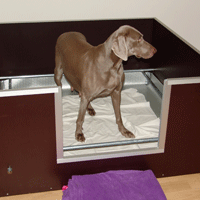weimaraner puppy