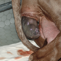 weimaraner puppy