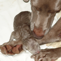 weimaraner puppy