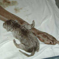 weimaraner puppy