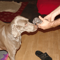 weimaraner puppy