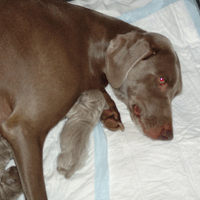 weimaraner puppy