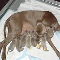 weimaraner puppy