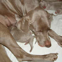 weimaraner puppy
