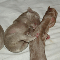 weimaraner puppy